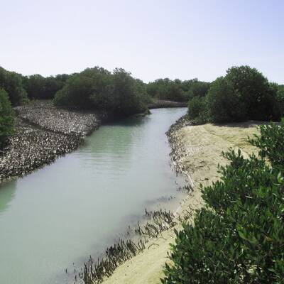 Bosques de Hara (manglares) de Bushehr